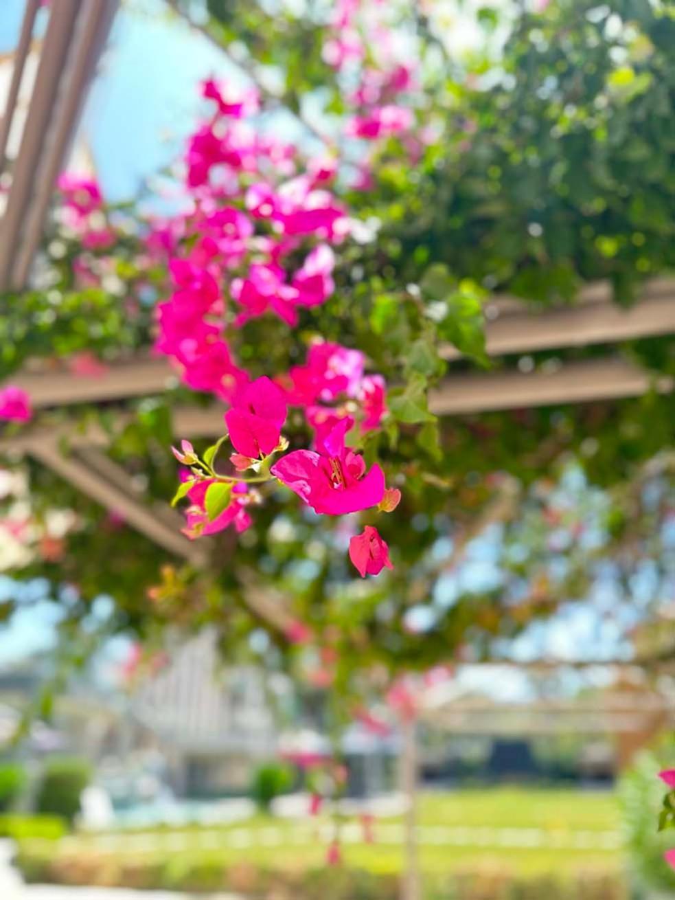Ambrosia Hotel Beach & Spa Bitez Εξωτερικό φωτογραφία